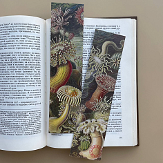 Закладка Kunstformen der Natur №3.Actiniae