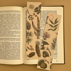 Закладка Pflazenkunde №2. Шишки