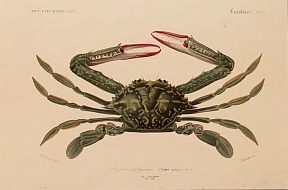 Открытка Lupa pelagica