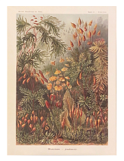 Постер А3 Muscinae